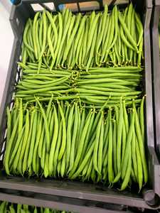 ถั่วเขียวสด ผลผลิตใหม่ในอียิปต์ ราคาถูก - Product Image 5