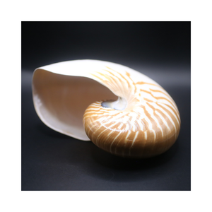 Conchas Marinas en Espiral Logarítmica Natural al por Mayor, Decoración con Temática de Playa - Product Image 1