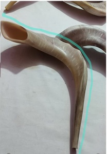 Acabado Ram Shofar Cuerno Indio Natural Pulido Animal India Judío Año Nuevo Cuerno que sopla - Product Image 2