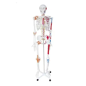 SC-A1002 otot dan ligamen berwarna 180cm Model anatomi kerangka manusia