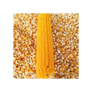 Maïs de maïs jaune pour la consommation d'aliments pour humains et animaux, maïs jaune pour l'alimentation de volaille - Product Image 2
