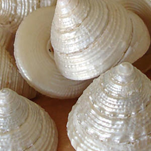 Trochus maculatus polonais poire coquille bijoux technique brute artisanat naturel avec perle polie motif de coquille de mer inspiré piramide - Product Image 3