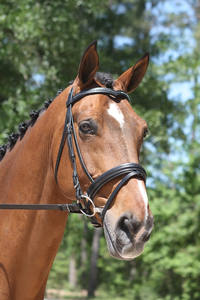 Pirouette Snaffle Bridle Entretenimiento inteligente Al Aire Libre Asequible Deportes de lujo Carreras de caballos Brida Personalización Estacional - Product Image 6