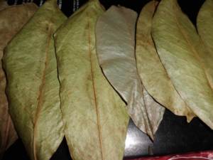 Soursop graviola leaf dried <b>evenly</b> with clean texture and consistent size for wholesale and global trade - Product Image 5