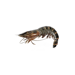 Camarones Tigre Negro Congelados a Granel PND Disponibles con Stock Estable - Product Image 3