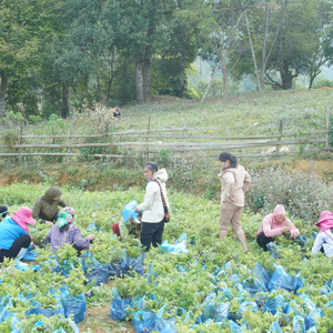 Té DE LA SALUD Ampelosis Cantoniensis de grado superior de la más alta calidad Té de hierbas dulce ligeramente amargo Natural de Vietnam - Product Image 4
