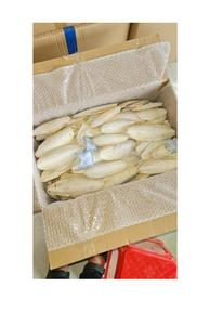 Os de seiche séchés et nettoyés de bonne qualité à prix avantageux, 100% meilleure qualité, os de seiche séchés en vrac en provenance du Vietnam - Product Image 6