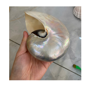 Suministro mayorista de conchas marinas Nautilus pulidas de conchas decorativas naturales de Vietnam para joyería artesanal - Product Image 2
