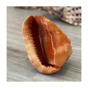 Concha Marina Pulida de Arte Popular Rústico Ecológico Vietnamita Directamente de Vietnam Artesanía Natural Concha de Vieira - Product Image 6