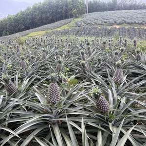 Ananas frais de qualité supérieure du Vietnam avec un Brix élevé, approvisionnement en vrac pour les importateurs - Product Image 3