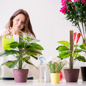 Kit de 4 poteaux en mousse plastifiée avec support en coco pour plantes d'intérieur/extérieur (Monstera), livraison incluse, stock US - Product Image 2