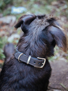 Collar clásico para perro, 20mm, negro - Product Image 3