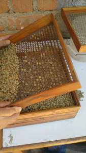 Agrikim เวียดนามผู้ส่งออกกาแฟโรบัสต้าเมล็ดกาแฟสีเขียวหลากหลายอาราบิก้าตัวอย่างฟรีโทรศัพท์84 359 166 89 - Product Image 3