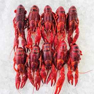 กุ้งเครย์ฟิชแช่แข็งคุณภาพพรีเมียม อาหารทะเลสดใหม่ ราคาดีที่สุด สำหรับผู้ซื้อส่ง ผู้นำเข้า ผู้จัดจำหน่าย และลูกค้าขายส่ง - Product Image 5