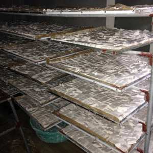 Polvo de arrurruz natural al mejor precio, embalaje de almidón de arrurruz a granel, harina de raíz/polvo de arrurruz puro de Vietnam - Product Image 3