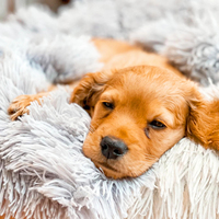 Lit pour chien en beignet apaisant à la mode pour grands chiens Anti-anxiété Conception de protection écologique Housse solide amovible Lavable en machine