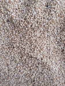 Graines de sésame blanc séchées en gros, biologiques, de haute qualité, pures et naturelles, durée de conservation de 24 mois, pour la pâtisserie, l'assaisonnement et la transformation alimentaire - Product Image 1