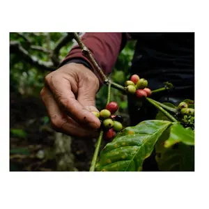 새로운 작물 10-12% 최대 수분 1 년 유통 기한 100% 천연 프리미엄 품질 녹색 커피 콩 도매 커피