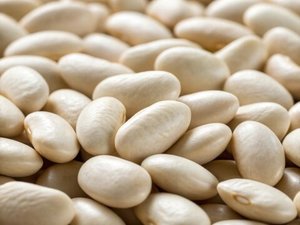 Haricot blanc de qualité supérieure, Phaseolus vulgaris, qualité alimentaire, qualité fourragère, nettoyé, trié, humidité de dix à douze pour cent, riche en protéines - Product Image 5