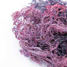 Material Making Sea Moss Gel Natural Sea Moss for Export Wholesale Eucheuma Cottonii Physiological Products - Product Image 6