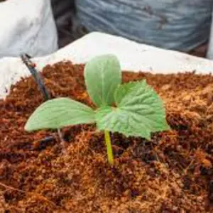 Pellets Melhor Qualidade Barato Madeira Din Origem Forma Aquecimento Cinza Min Lugar Modelo Sistema Conteúdo Comprimento Umidade Aplicação Diâmetro