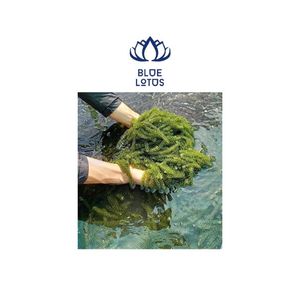 Algas Marinas - Product Image 1