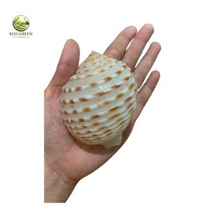 Concha de Atún Natural con Manchas, Concha Marina Pulida Ecológica para Decoración del Hogar, Playa, Joyería, Manualidades, Exhibición en Acuarios - Product Image 3