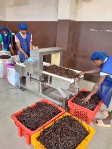 ขายส่งออนไลน์ วานิลลาปอมโปนาแห้งธรรมชาติ 100% (18-21 ซม.) 1 กก. จากมาดากัสการ์-วานิลเล่ ฮาร์เวสต์ - Product Image 4