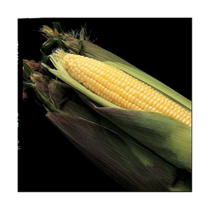 Maíz amarillo seco asequible, maíz amarillo no GMO y maíz blanco para alimentación humana y Animal - Product Image 2