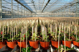 PALO DE BAMBÚ NATURAL DE 30CM - 100CM - Product Image 2