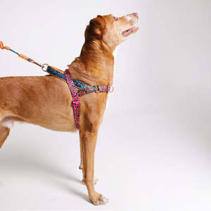 Arneses de Lujo para Perros Norwegian Softer-Walk, Colección Farm Rio Selva, Tallas Pequeña, Mediana y Grande, Arnés de Poliéster Moderno para Pasear Perros - Product Image 3