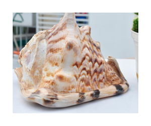 Carcasa de casco de Vietnam para decoración del hogar-Color océano y carcasa de casco de brillo natural para compradores de decoración al por mayor - Product Image 2