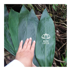 DISPONIBLE MAINTENANT! FEUILLES DE BAMBOU NATUREL: CHOIX PARFAIT POUR L'EMBALLAGE ET LA DÉCORATION! -LOTUS VIETNAM BLEU - Product Image 1