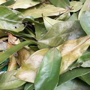 ใบทุเรียนเทศแห้งที่ขายดีที่สุด/ใบกริโอลา/ชาทุเรียนเทศในราคาที่ถูกที่สุด - Product Image 2