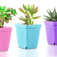 Vente en gros Prix compétitif Mini Pots de plantes Pots de plantes carrés Personnalisation du fabricant Vietnam