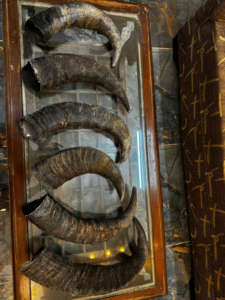 Cornes de buffle brutes polies par Crafts Galore-Style religieux et animal en gros authentique d'Inde - Product Image 2