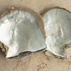Material de Concha de Nácar de Abulón al por Mayor para Uso Artesanal - Product Image 2