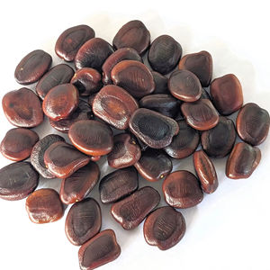 Semillas de Tamarindo Indica de alta calidad, las mejores semillas crudas naturales para agricultura, envasado a granel, precio al por mayor, productos a base de hierbas - Product Image 1