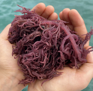 Nouvelle mousse de mer violette séchée mousse irlandaise fraîche au meilleur prix // Mme Beatrix - Product Image 4