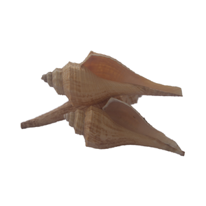 เครื่องประดับเปลือกหอยสีเหลืองขนาดเล็กขนาด7-9ซม. - Product Image 4