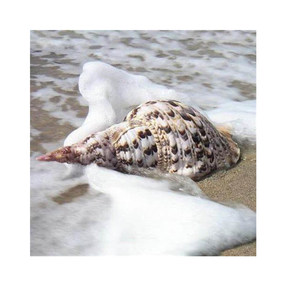 หอยทากเปลือกหอยทรัมเป็ตธรรมชาติตกแต่งกินได้เป็นมิตรต่อสิ่งแวดล้อมสั่งซื้อจำนวนมากต้อนรับ - Product Image 3