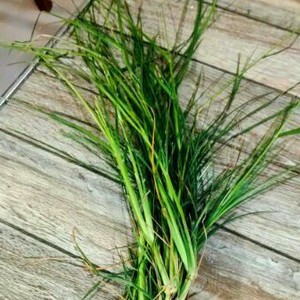 ขายร้อนราคาที่แข่งขันได้สําหรับพืช Paragis แห้งผงห่านห่าน Eleusine อินดิก้าสมุนไพร Poaceae ยุโรวดี - Product Image 2