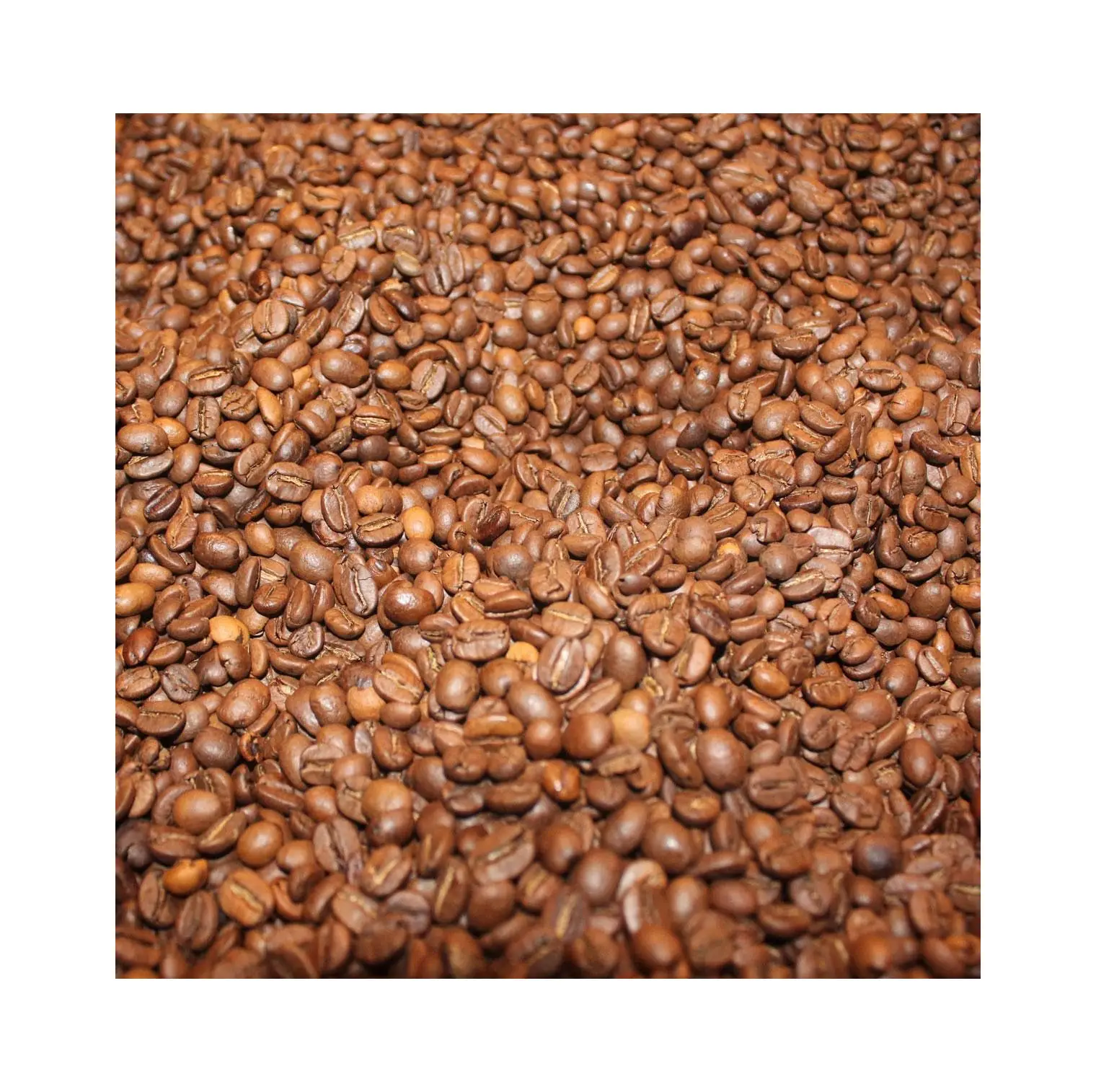 Fresh cheap organic Brazilian roasted arabica green bean coffee High Quality Green Coffee Beans from Peru