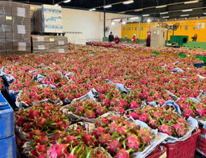 FRUITS DU DRAGON ROUGE FRAIS DE QUALITÉ SUPÉRIEURE | FRUITS TROPICAUX SUCRÉS, JUS ET RICHES EN NUTRIMENTS DE L'EXPORTATEUR DU VIETNAM | ONG MS. LILY - Product Image 2