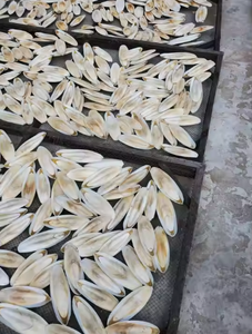 Mejore los entornos de sus mascotas con hueso de sepia Nuevos artículos 2024 hueso de sepia Perfecto para manualidades y cuidado de mascotas - Product Image 4