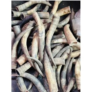 Cuernos de vaca cruda de calidad a la venta a precio barato/Cuerno de vaca cruda - Product Image 1