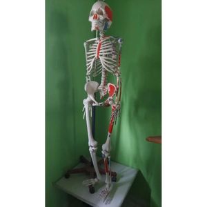 Modelo de Esqueleto Humano con Músculos, Modelo de Huesos de PVC Plástico para Ciencias Médicas, para Uso Escolar - Product Image 2