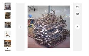 เขากวางแดงทั้งตัวดีที่สุด - Product Image 4