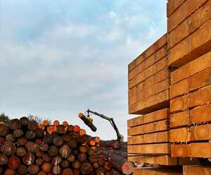 Especificaciones de Troncos de Madera de Abedul Natural Ecológicos para Construcción y Decoración de Muebles - Product Image 1