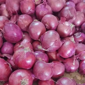 Oignons Rouges Biologiques Frais de Qualité Supérieure, Sacs de 25 kg, Non Pelés, Origine Allemagne, Prêts à l'Expédition à Prix Compétitif - Product Image 3